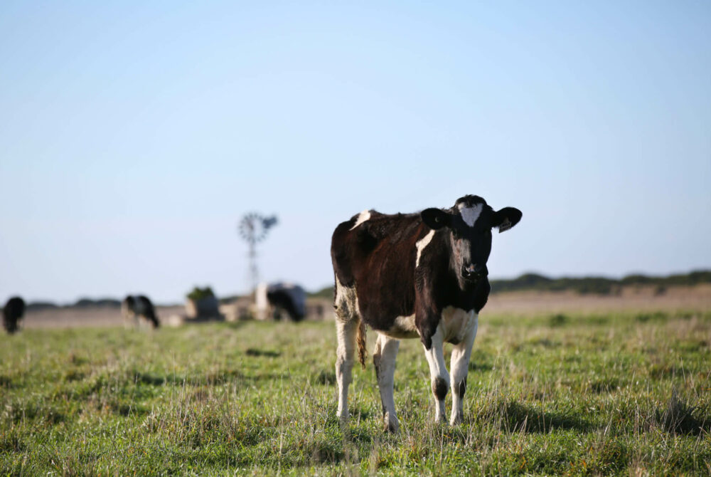 Are you an employer in the dairy, sheep, beef or cropping industry