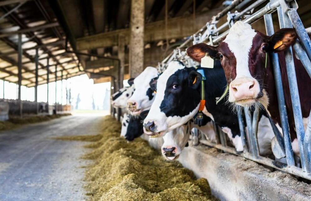 Dairy Industry Mandatory Code of Conduct